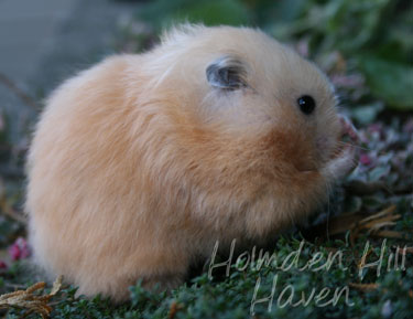 Black eyed cream syrian clearance hamster